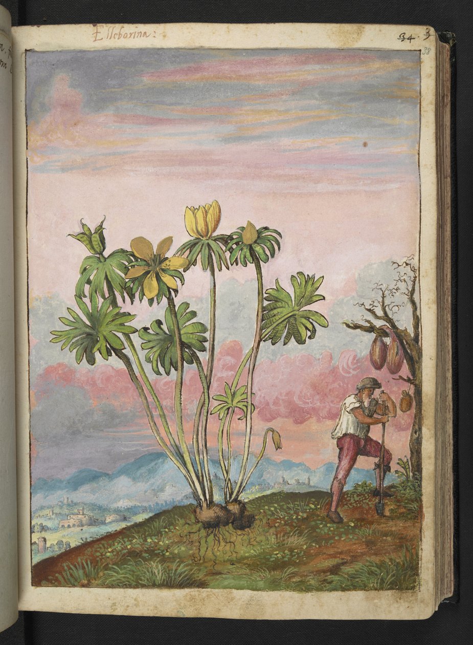 Eranthis hyemalis, de "Pinturas da Flora dos Estados Romanos" de Gherardo Cibo, Acrescentar MS 22333, f038r, c.1564-84 (aquarela e guache sobre papel) de Gherardo Cibo