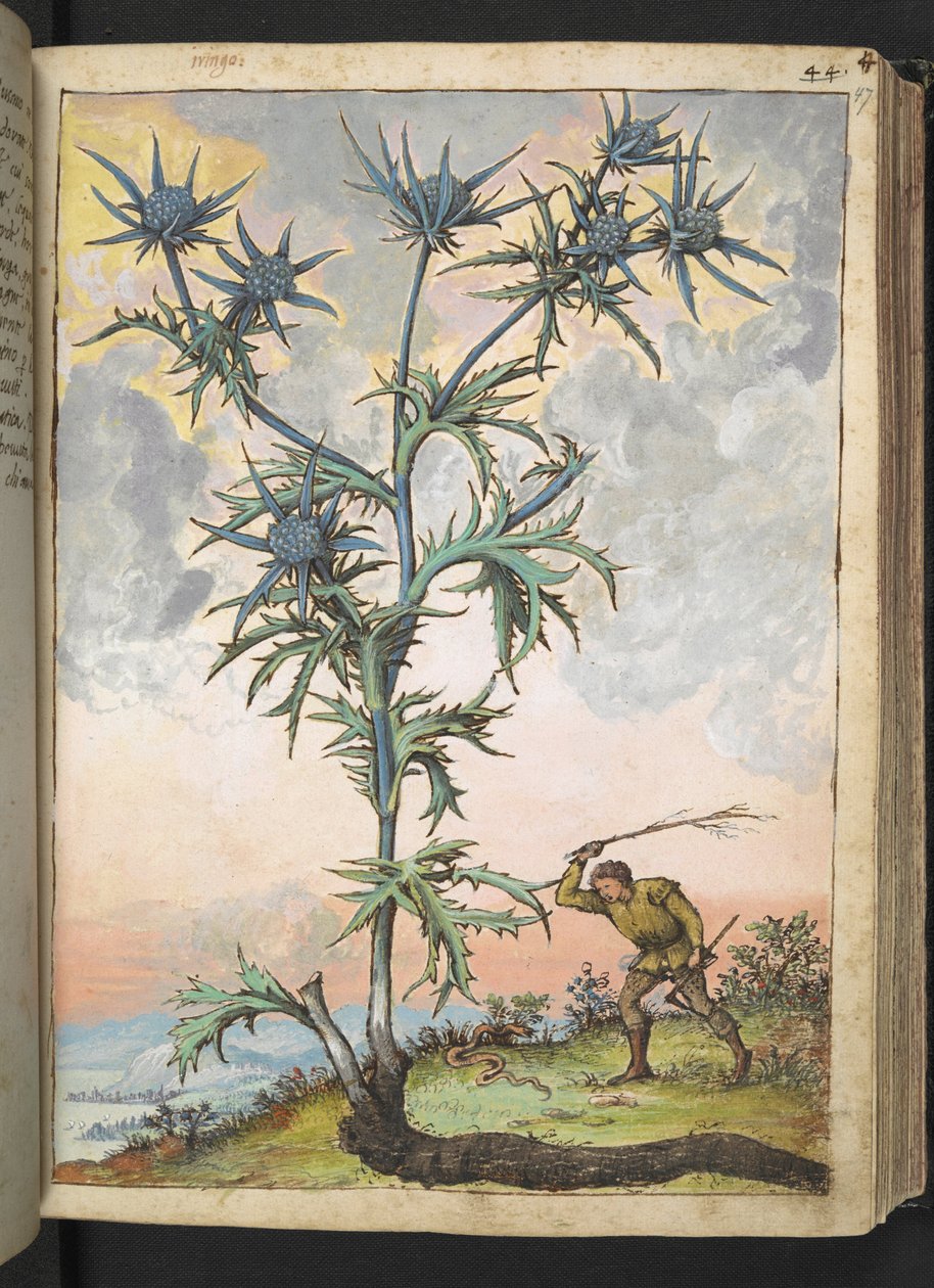 Eryngium maritimum, de "Pinturas de Flora dos Estados Romanos" de Gherardo Cibo, Add MS 22333, f047r, c.1564-84 (aguarela e guache sobre papel) de Gherardo Cibo