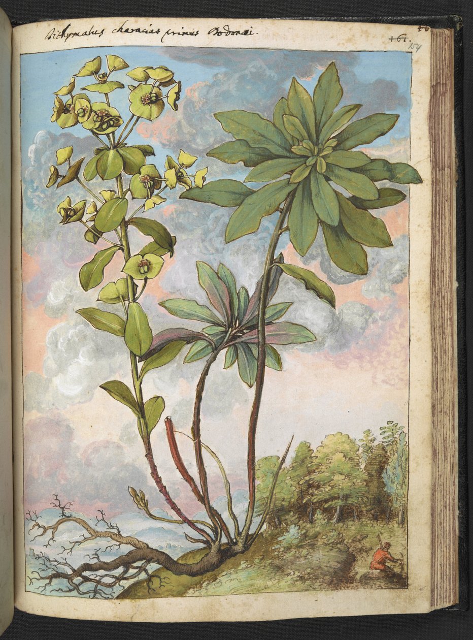 Euphorbia amygdaloises ou Euphorbia characias, de "Pinturas de Flora dos Estados Romanos" de Gherardo Cibo, Add MS 22333, f154r, c.1564-84 (aguarela e guache sobre papel) de Gherardo Cibo