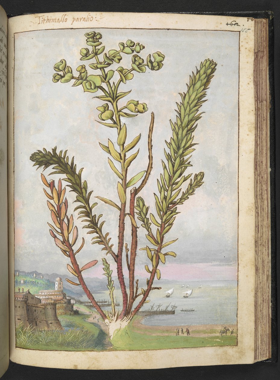 Euphorbia paralias, de "Pinturas da Flora dos Estados Romanos" de Gherardo Cibo, Acrescentar MS 22333, f155r, c.1564-84 (aquarela e guache sobre papel) de Gherardo Cibo