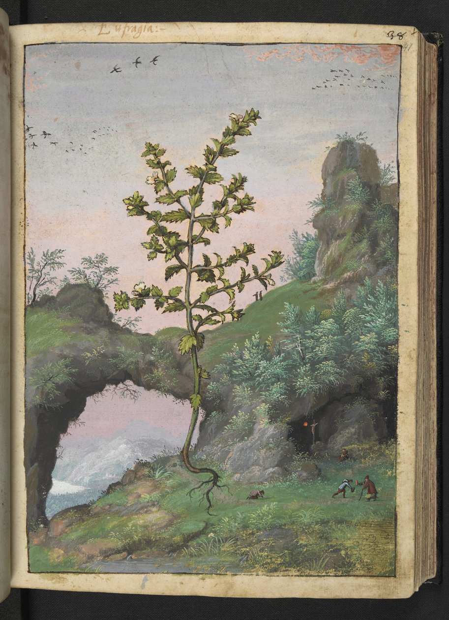 Euphrasia officinalis, de "Pinturas da Flora dos Estados Romanos" de Gherardo Cibo, Acrescentar MS 22333, f041r, c.1564-84 (aquarela e guache sobre papel) de Gherardo Cibo