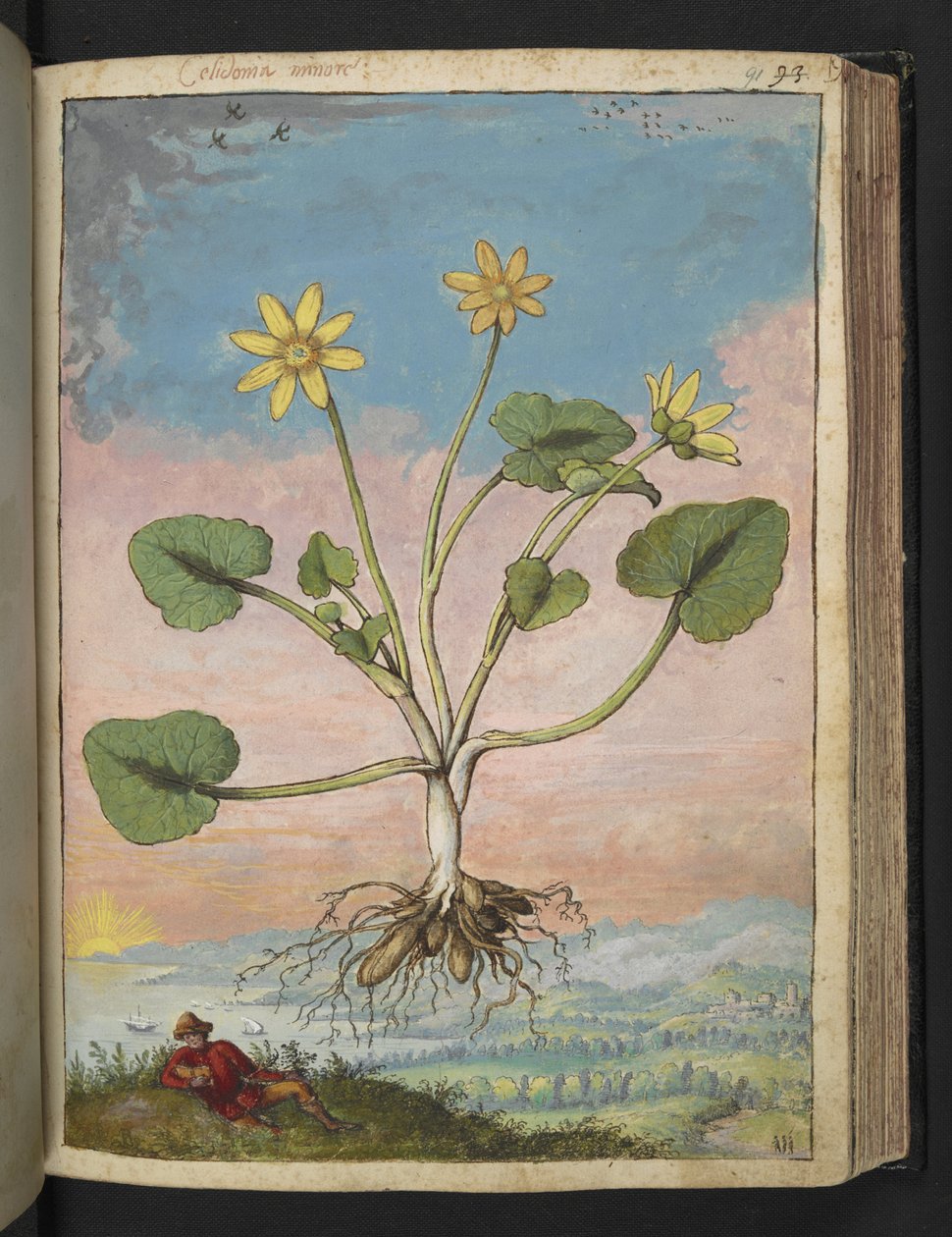 Ficaria verna, de "Pinturas da Flora dos Estados Romanos" de Gherardo Cibo, Acrescentar MS 22333, f091r, c.1564-84 (aquarela e guache sobre papel) de Gherardo Cibo