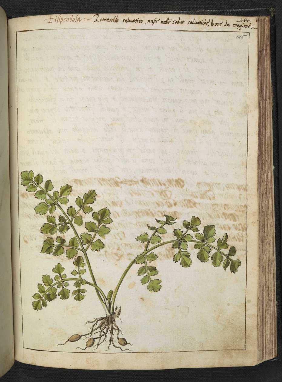 Filipendula, de "Pinturas da Flora dos Estados Romanos" de Gherardo Cibo, Acrescentar MS 22333, f145r, c.1564-84 (aguarela e guache sobre papel) de Gherardo Cibo