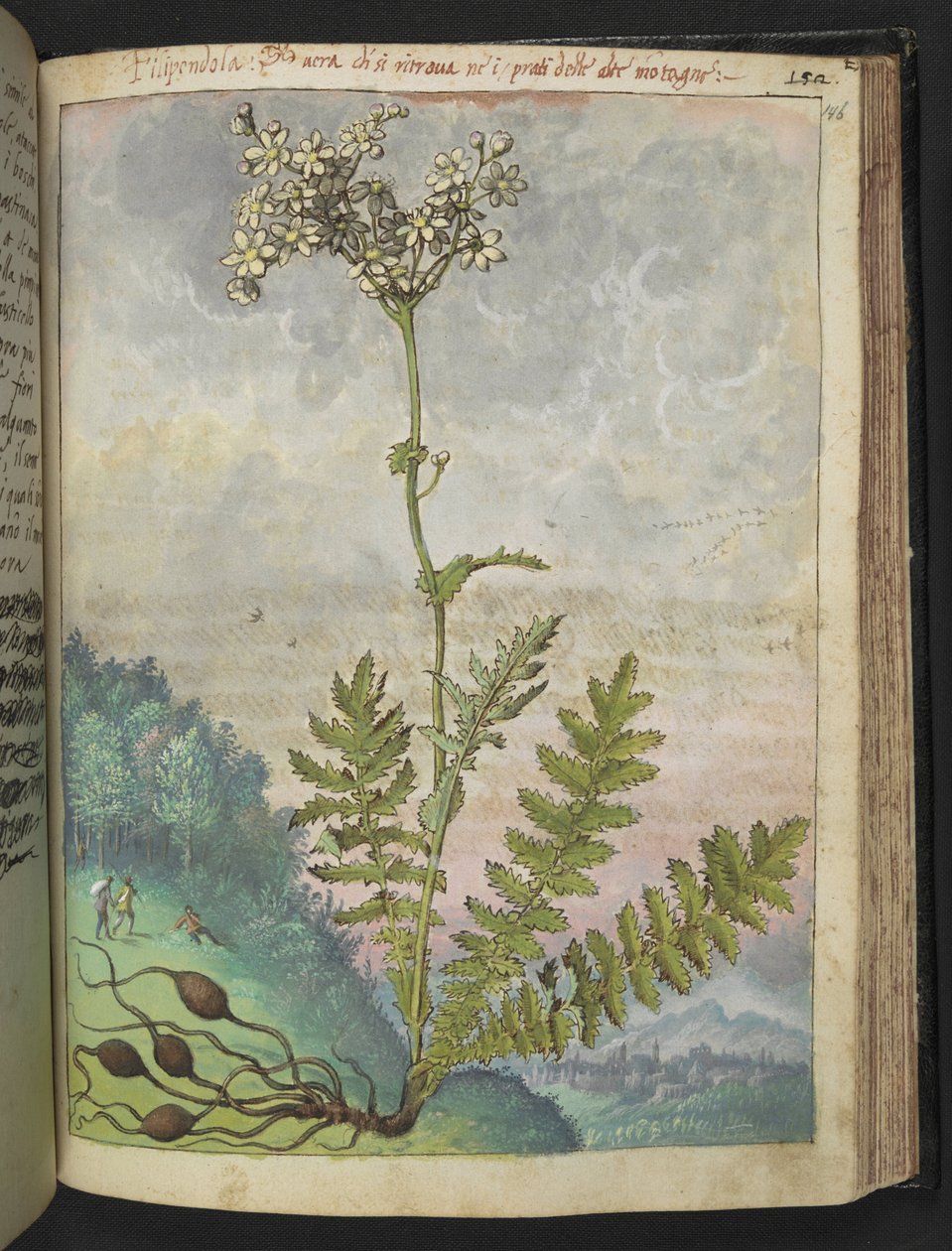 Filipendula vulgari, de "Pinturas de Flora dos Estados Romanos" de Gherardo Cibo, Acrescente MS 22333, f146r, c.1564-84 (aguarela e guache sobre papel) de Gherardo Cibo