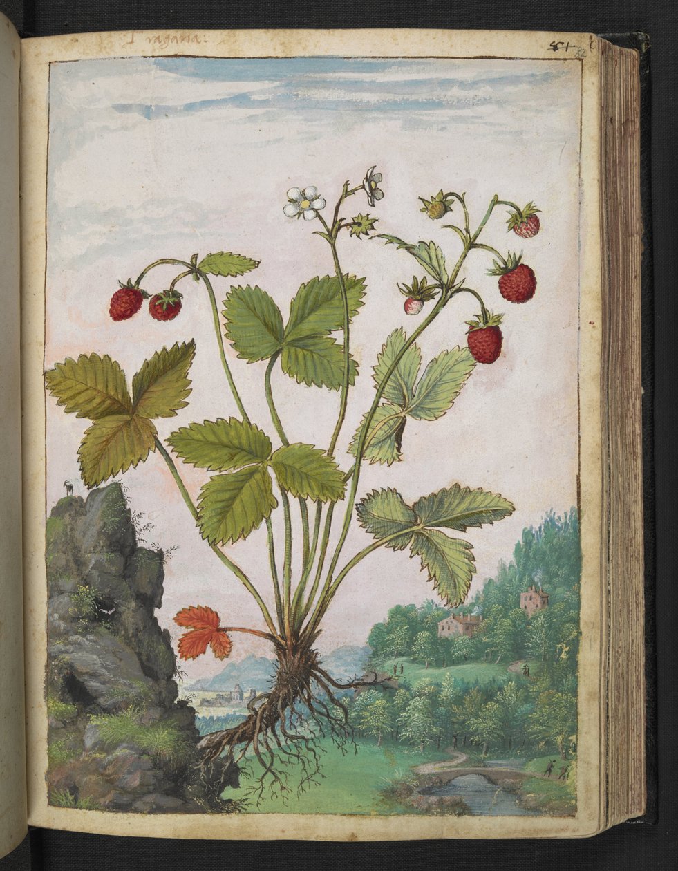 Fragaria vesca, de "Pinturas da Flora dos Estados Romanos" de Gherardo Cibo, Acrescentar MS 22333, f082r, c.1564-84 (aquarela e guache sobre papel) de Gherardo Cibo