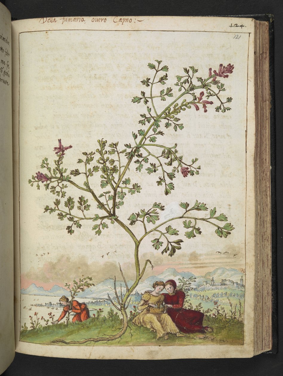 Fumaria gaillardotii , de "Pinturas de Flora dos Estados Romanos" de Gherardo Cibo, Add MS 22333, f121r, c.1564-84 (aguarela e guache sobre papel) de Gherardo Cibo
