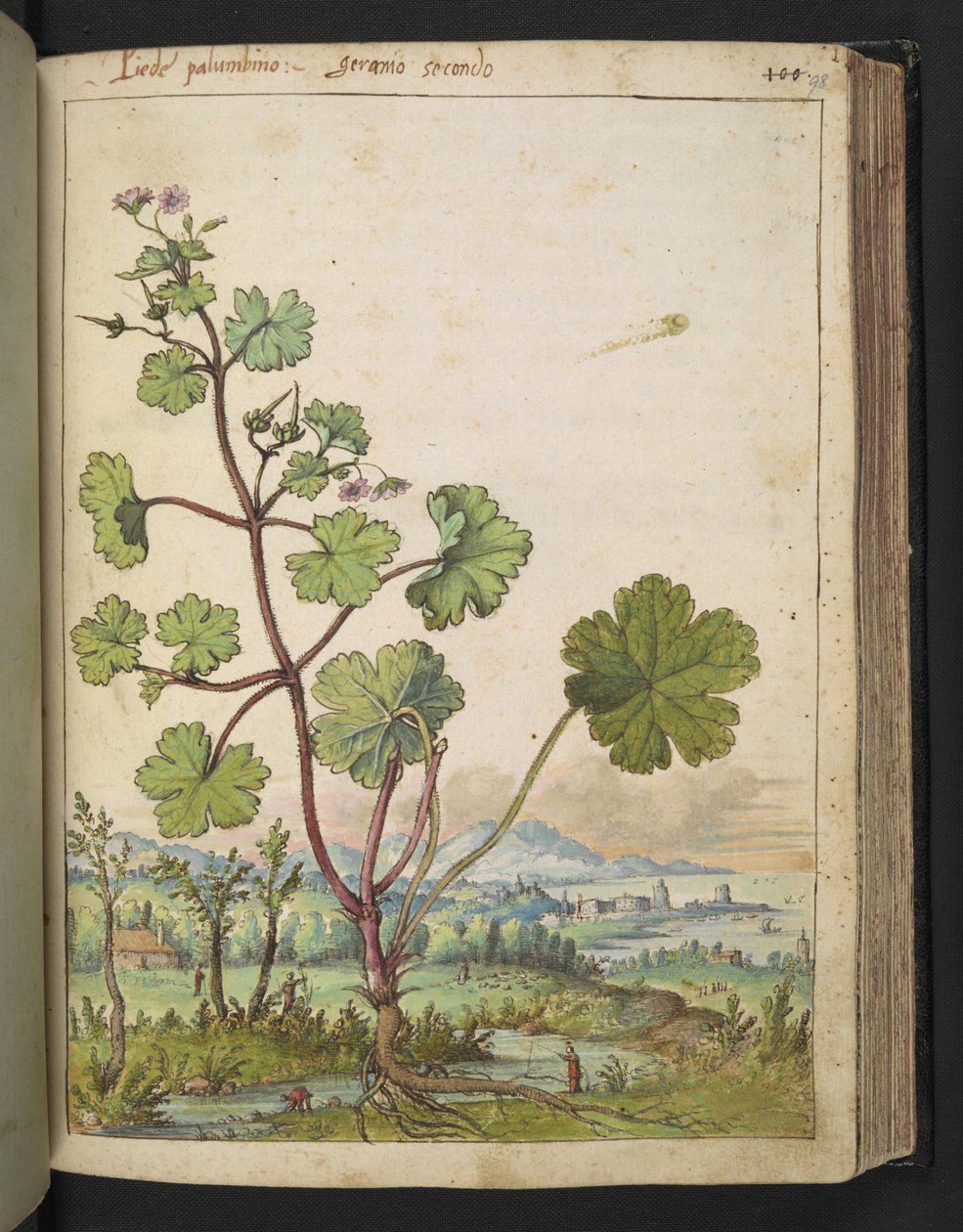 Geranium rotundifolium: Uma planta com flores rosa. , de "Pinturas da Flora dos Estados Romanos" de Gherardo Cibo, Acrescentar MS 22333, f098r, c.1564-84 (aquarela e guache sobre papel) de Gherardo Cibo