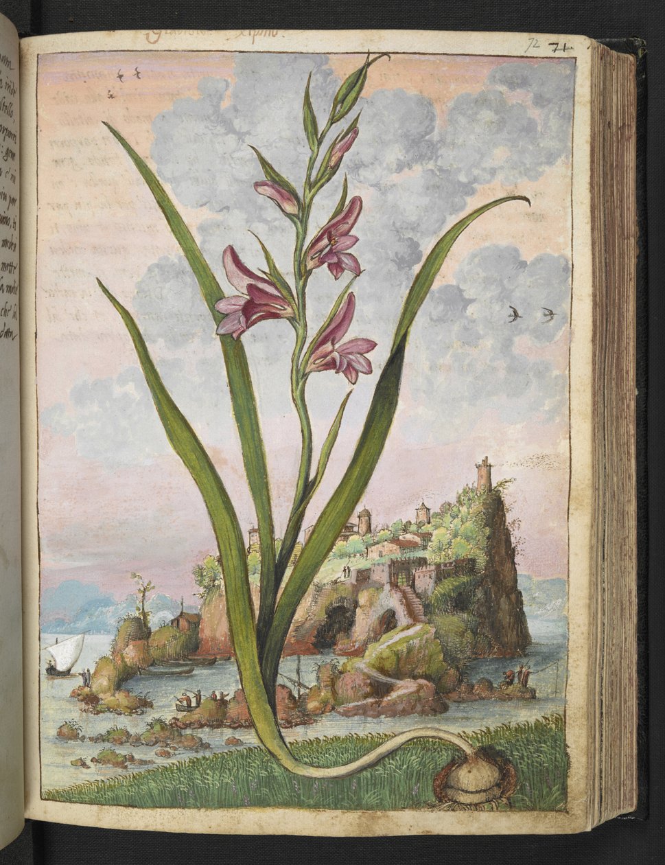Gladiolus Italicus, de "Pinturas da Flora dos Estados Romanos" de Gherardo Cibo, Acrescentar MS 22333, f072r, c.1564-84 (aquarela e guache sobre papel) de Gherardo Cibo
