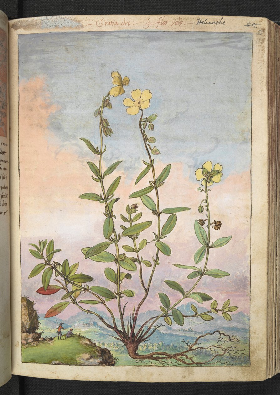Helianthemum nummularium, de "Pinturas da Flora dos Estados Romanos" de Gherardo Cibo, Acrescentar MS 22333, f055r, c.1564-84 (aquarela e guache sobre papel) de Gherardo Cibo