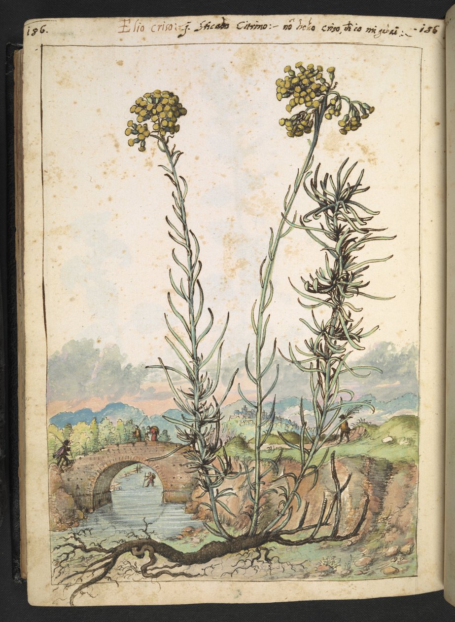 Helichrysum italicum: uma planta com botões amarelos, de "Pinturas da Flora dos Estados Romanos" de Gherardo Cibo, Acrescentar MS 22333, f176v, c.1564-84 (aquarela e guache sobre papel) de Gherardo Cibo