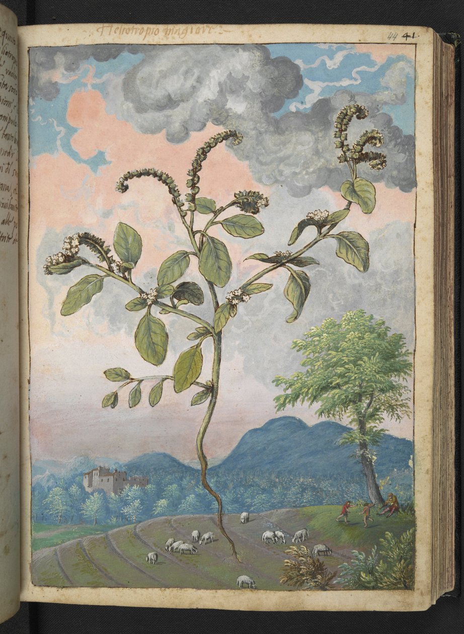 Heliotropium europeanum, de "Pinturas de Flora dos Estados Romanos" de Gherardo Cibo, Add MS 22333, f044r, c.1564-84 (aguarela e guache sobre papel) de Gherardo Cibo