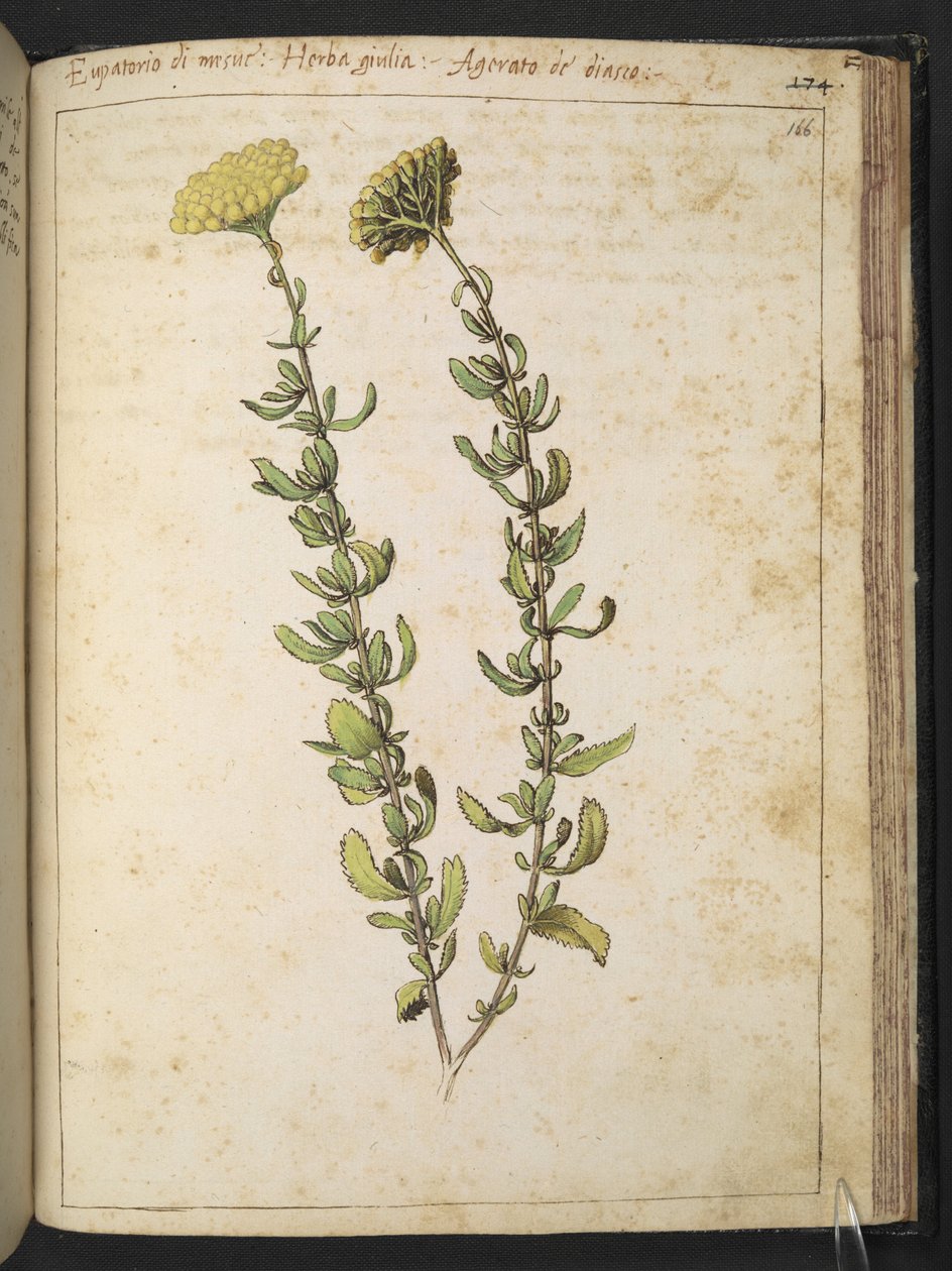 Hemp agrimony (do género Eupatorium), possivelmente Kidney Vetch, de "Paintings of Flora of the Roman States" de Gherardo Cibo, Add MS 22333, f166r, c.1564-84 (aguarela e guache sobre papel) de Gherardo Cibo