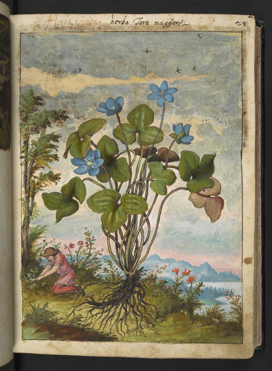 Hepatica nobilis: uma planta com pétalas azuis e uma pessoa cavando ou falando estacas, de "Pinturas da Flora dos Estados Romanos" de Gherardo Cibo, Add MS 22333, f032r, c.1564-84 (aquarela e guache sobre papel) de Gherardo Cibo