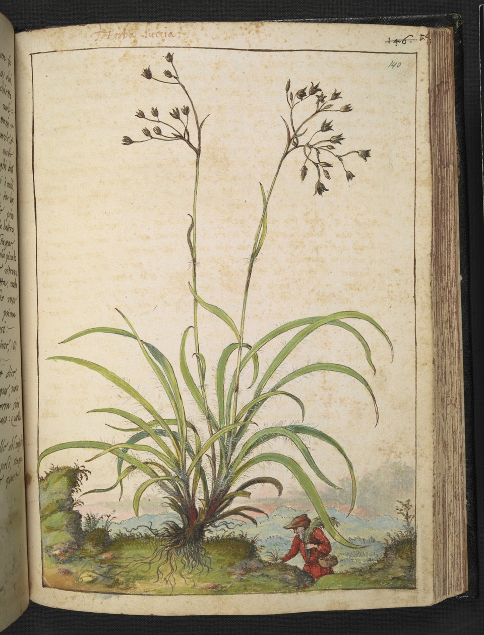 Herba Luccia, de "Pinturas da Flora dos Estados Romanos" de Gherardo Cibo, Acrescentar MS 22333, f140r, c.1564-84 (aquarela e guache sobre papel) de Gherardo Cibo