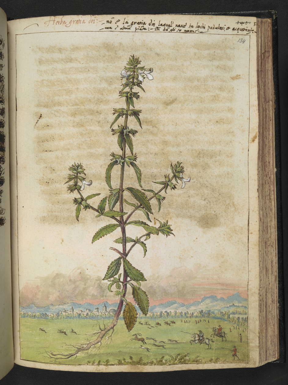 Herba gratia dei (Hedge-Hyssop), de "Pinturas da Flora dos Estados Romanos" de Gherardo Cibo, Acrescentar MS 22333, f134r, c.1564-84 (aquarela e guache sobre papel) de Gherardo Cibo