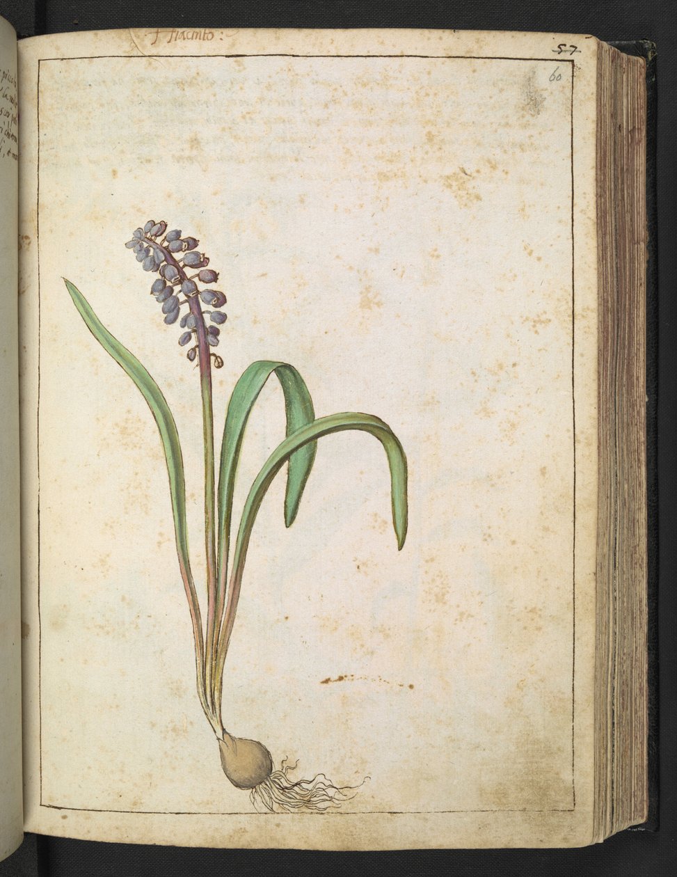 Jacinto, de "Pinturas da Flora dos Estados Romanos" de Gherardo Cibo, Acrescentar MS 22333, f060r, c.1564-84 (aquarela e guache sobre papel) de Gherardo Cibo