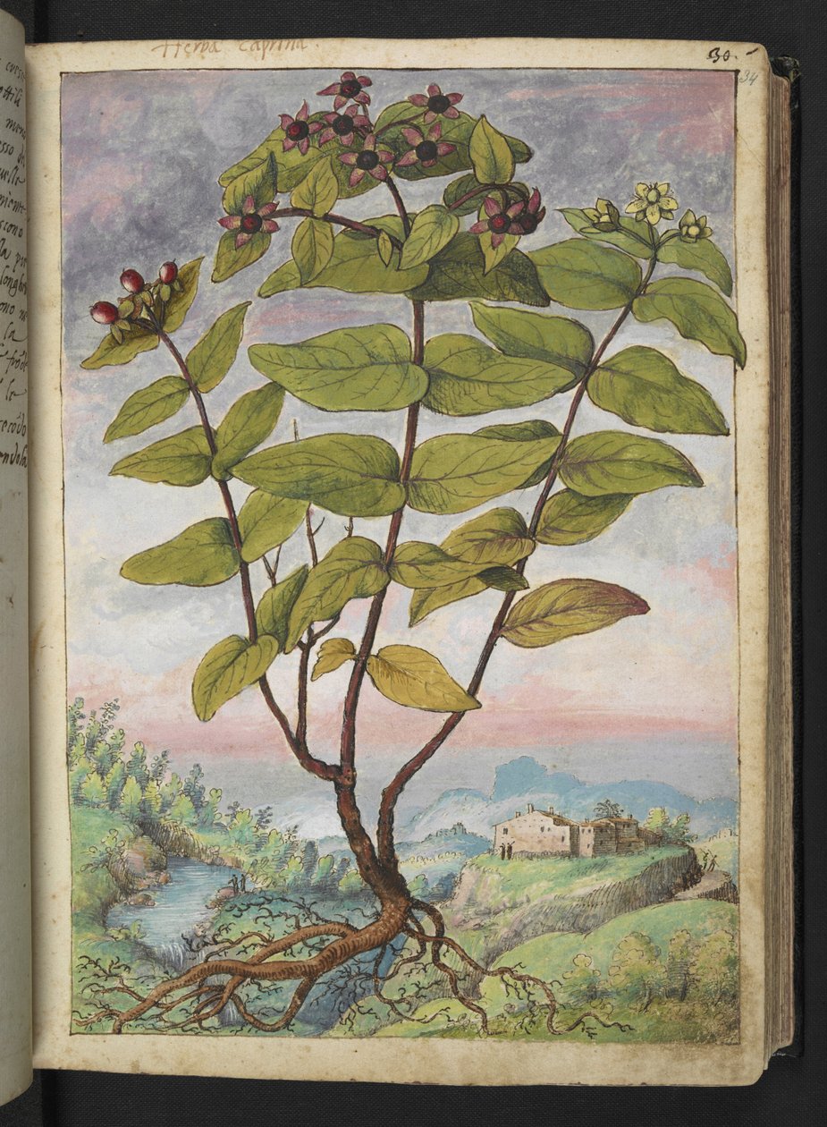 Hypericum hircinum, de "Pinturas da Flora dos Estados Romanos" de Gherardo Cibo, Acrescentar MS 22333, f034r, c.1564-84 (aquarela e guache sobre papel) de Gherardo Cibo