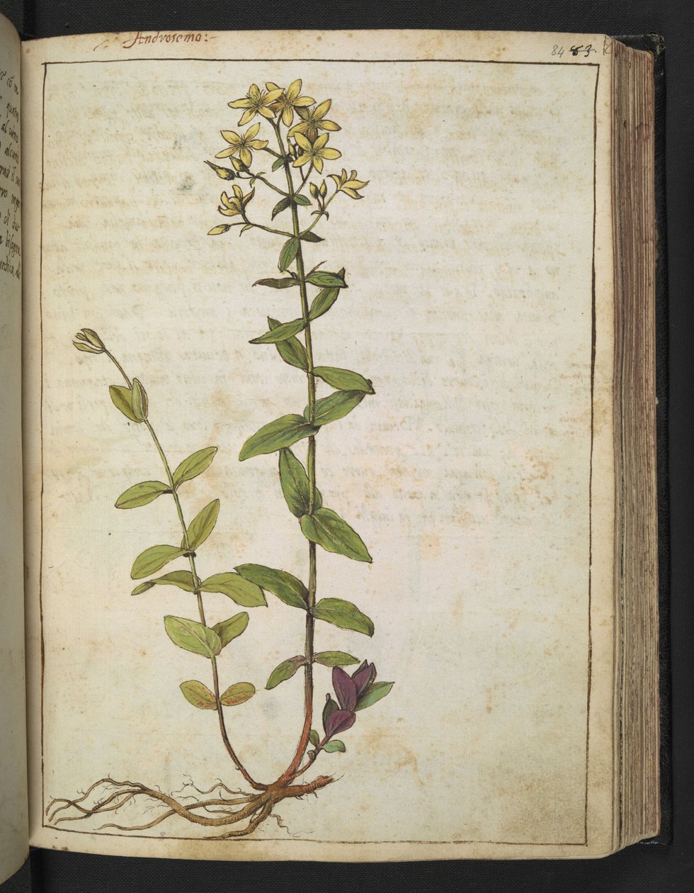 Hypericum perfoliatum, de "Pinturas de Flora dos Estados Romanos" de Gherardo Cibo, Acrescente MS 22333, f084r, c.1564-84 (aguarela e guache sobre papel) de Gherardo Cibo