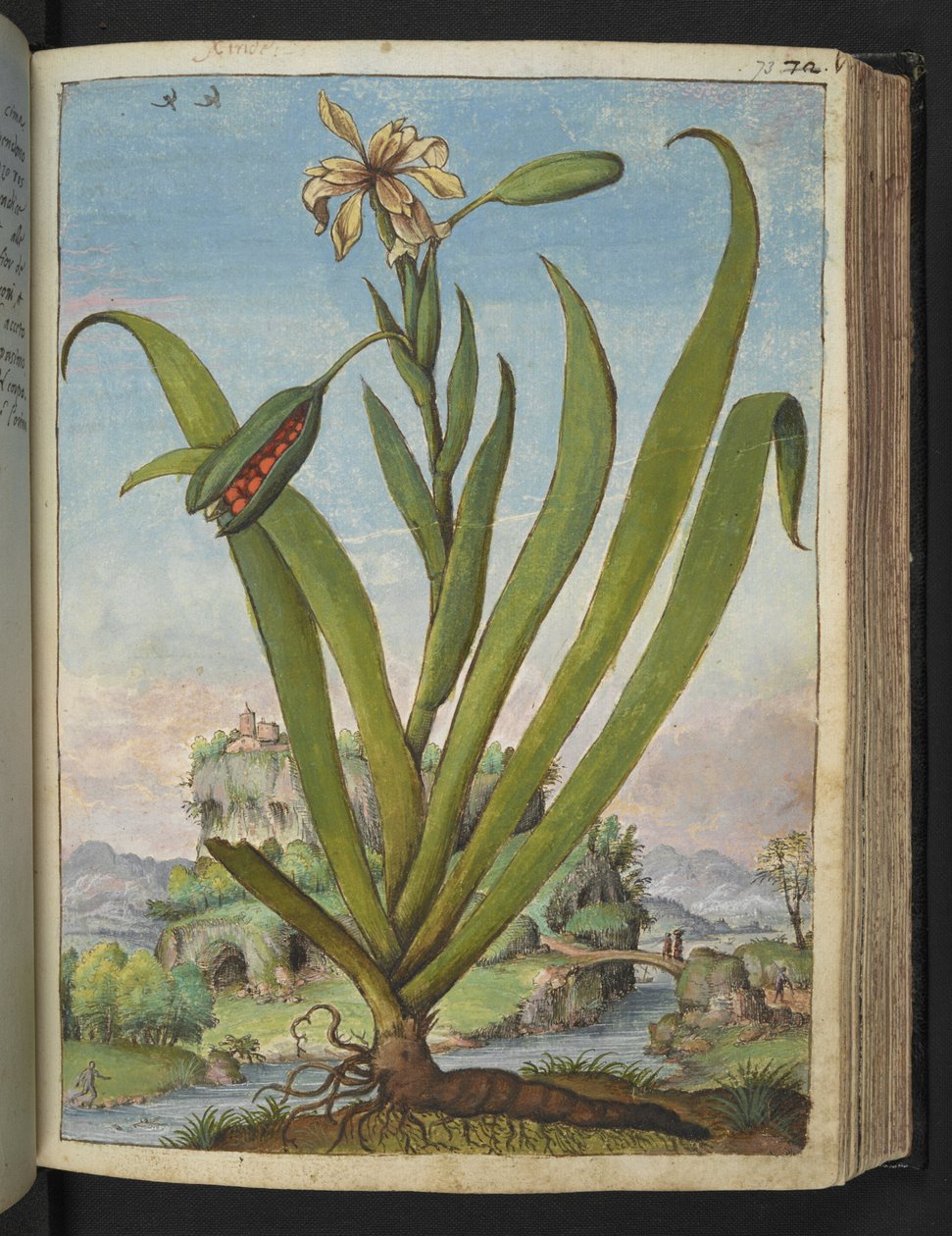 Iris Foetidissima: Planta com flores com vagens, de "Pinturas da Flora dos Estados Romanos" de Gherardo Cibo, Adicionar MS 22333, f073r, c.1564-84 (aquarela e guache sobre papel) de Gherardo Cibo