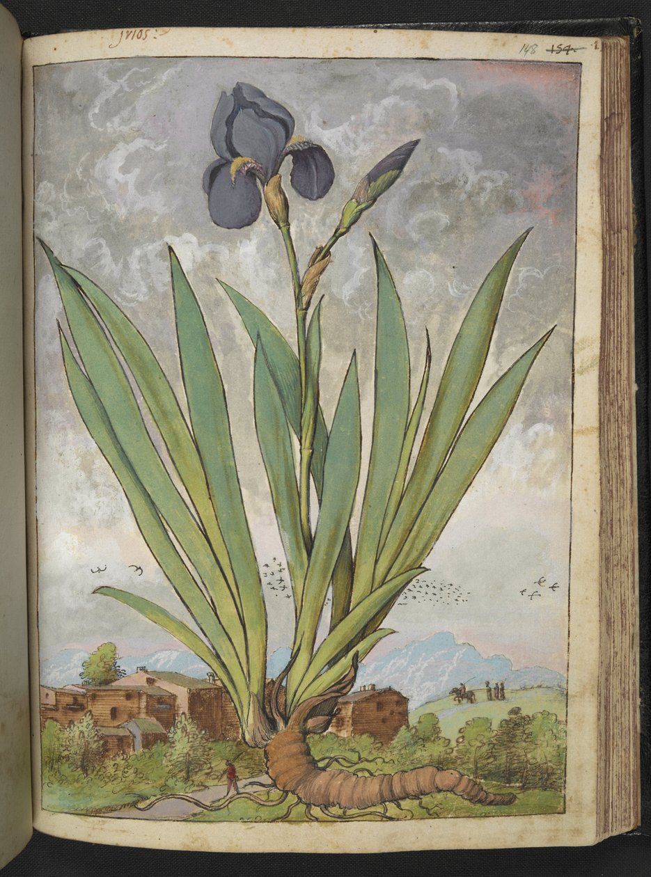 Iris germanica, de "Pinturas da Flora dos Estados Romanos" de Gherardo Cibo, Acrescentar MS 22333, f148r, c.1564-84 (aquarela e guache sobre papel) de Gherardo Cibo