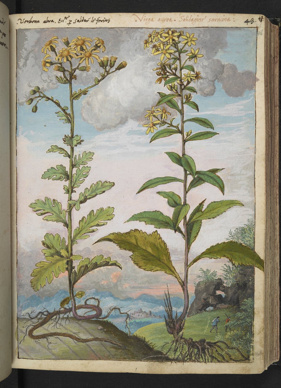 Jacobaeae vulgaris et Senecio ovatu, de "Pinturas da Flora dos Estados Romanos" de Gherardo Cibo, Add MS 22333, f046r, c.1564-84 (aquarela e guache sobre papel) de Gherardo Cibo