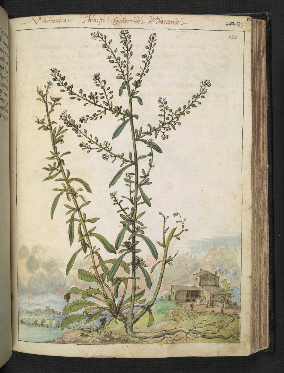 Lepidium graminifolium, de "Pinturas da Flora dos Estados Romanos" de Gherardo Cibo, Acrescentar MS 22333, f120r, c.1564-84 (aquarela e guache sobre papel) de Gherardo Cibo