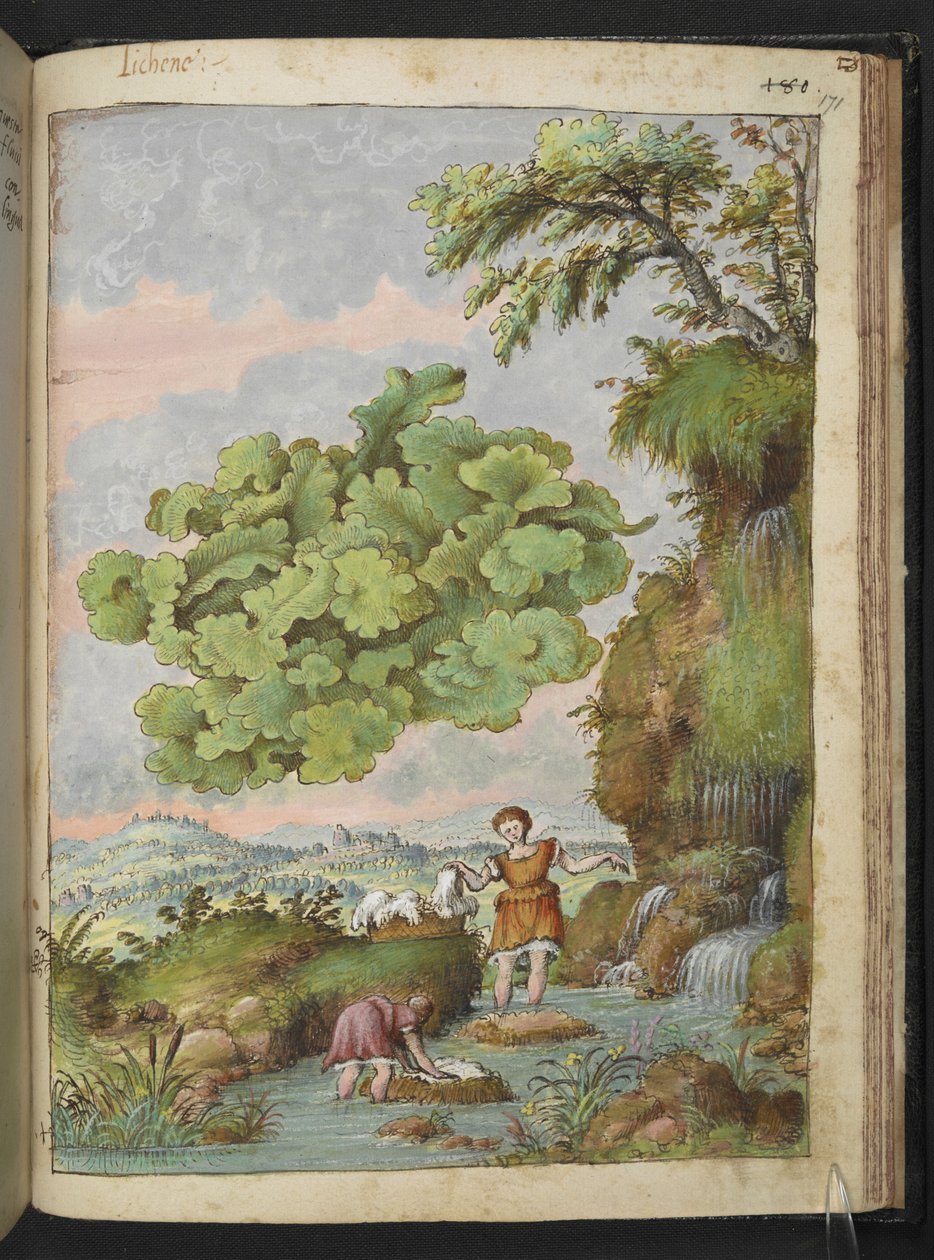 Lichen e wo womem lavando roupas ou peles numa piscina, de "Pinturas de Flora dos Estados Romanos" de Gherardo Cibo, Add MS 22333, f171r, c.1564-84 (aguarela e guache sobre papel) de Gherardo Cibo