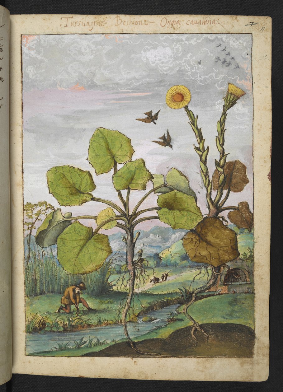 Ligularia tussilaginea (planta leopardo), de "Pinturas da Flora dos Estados Romanos" de Gherardo Cibo, Acrescentar MS 22333, f011r, c.1564-84 (aquarela e guache sobre papel) de Gherardo Cibo