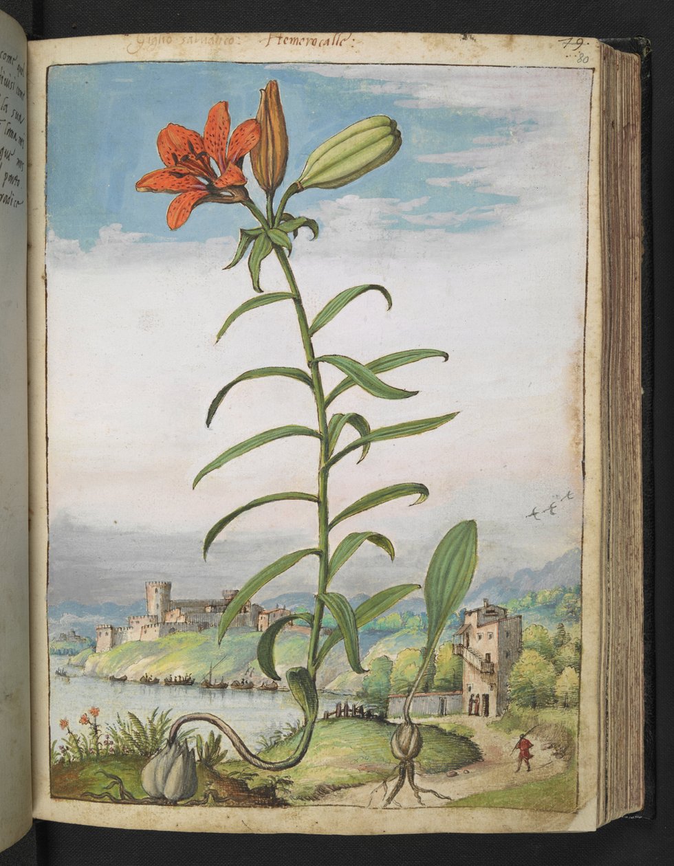 Lilium bulbiferum: Uma planta com pétalas vermelhas, de "Pinturas da Flora dos Estados Romanos" de Gherardo Cibo, Adicionar MS 22333, f080r, c.1564-84 (aquarela e guache sobre papel) de Gherardo Cibo