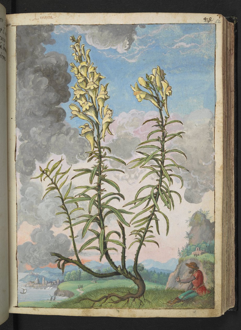 Linaria vulgaris, de "Pinturas da Flora dos Estados Romanos" de Gherardo Cibo, Acrescentar MS 22333, f052r, c.1564-84 (aquarela e guache sobre papel) de Gherardo Cibo