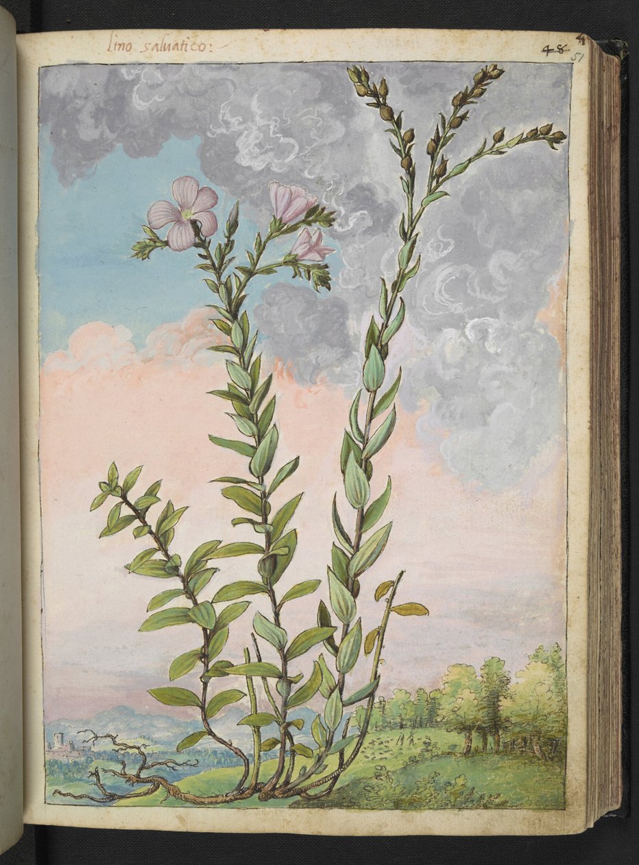 Linum viscosum: Uma planta alta com flores cor de rosa, de "Pinturas da Flora dos Estados Romanos" de Gherardo Cibo, Adicionar MS 22333, f051r, c.1564-84 (aquarela e guache sobre papel) de Gherardo Cibo