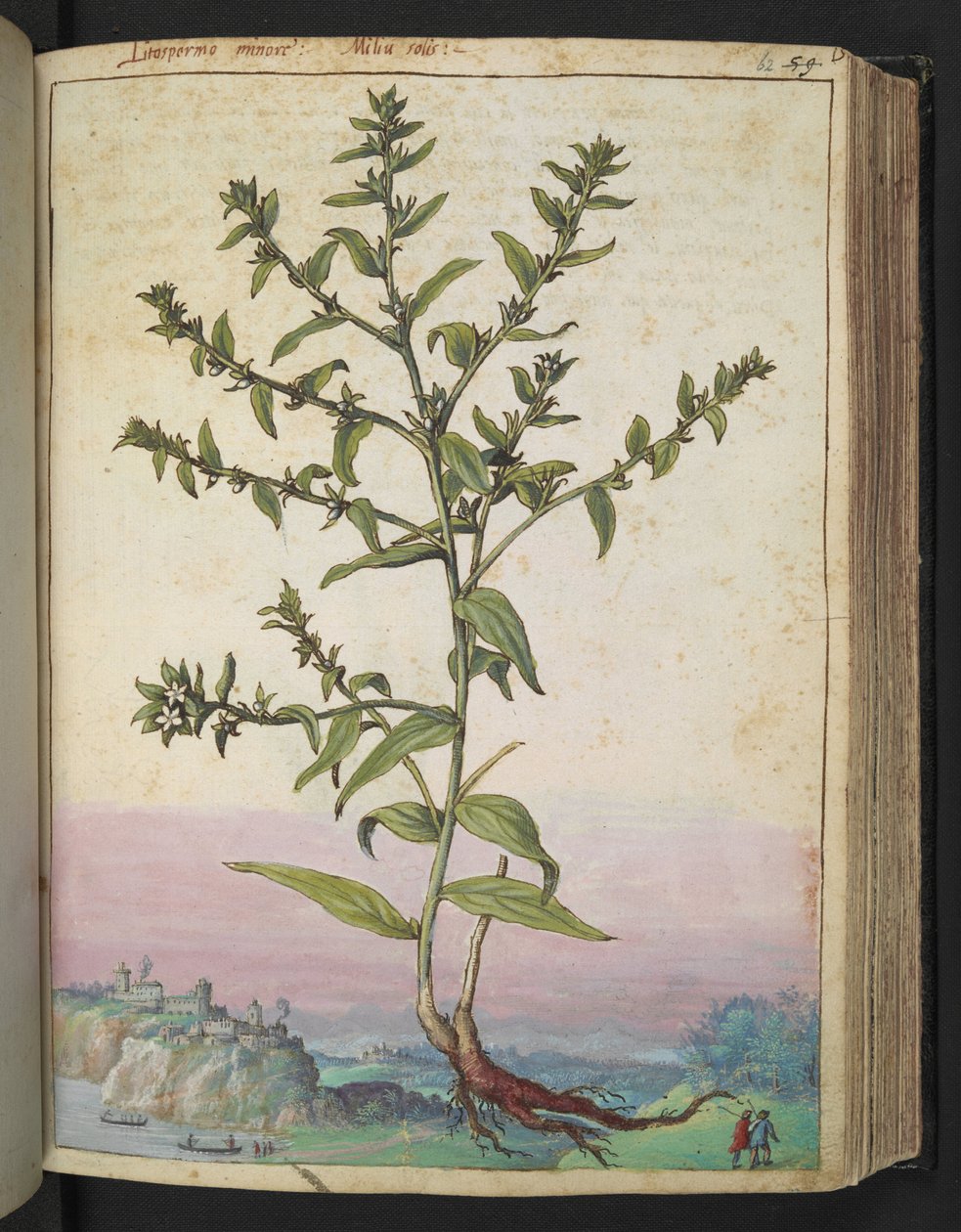 Lithospermum officinale, de "Pinturas da Flora dos Estados Romanos" de Gherardo Cibo, Acrescentar MS 22333, f062r, c.1564-84 (aquarela e guache sobre papel) de Gherardo Cibo