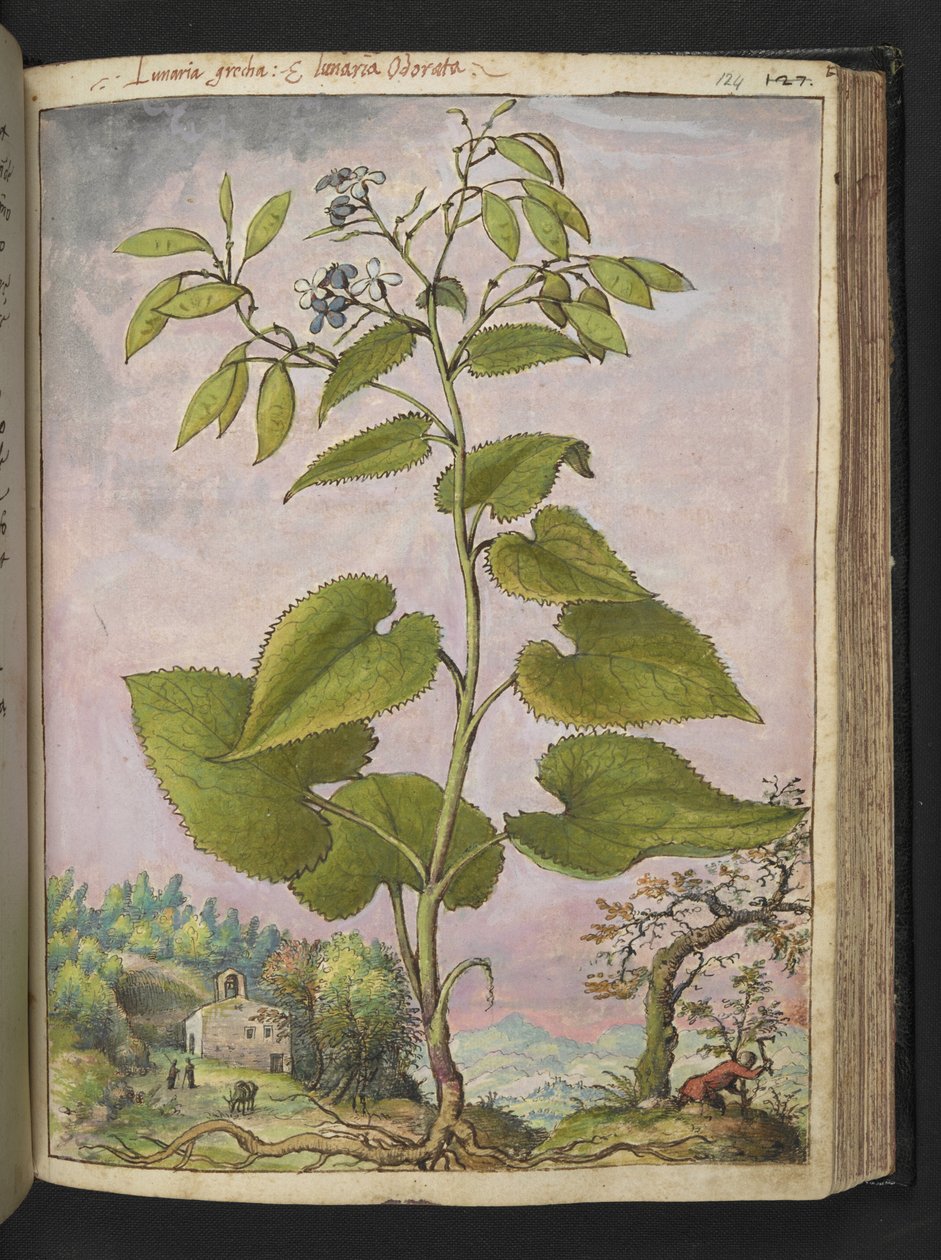 Lunaria redivivia, de "Pinturas de Flora dos Estados Romanos" de Gherardo Cibo, Acrescente MS 22333, f124r, c.1564-84 (aguarela e guache sobre papel) de Gherardo Cibo