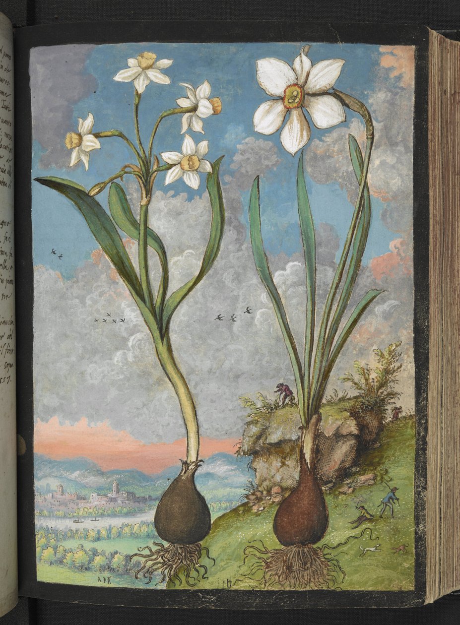 Narcissus tazetta e Narcissus poeticu: Plantas com pétalas brancas, de "Pinturas da Flora dos Estados Romanos" de Gherardo Cibo, Acrescentar MS 22333, f059r, c.1564-84 (aquarela e guache sobre papel) de Gherardo Cibo
