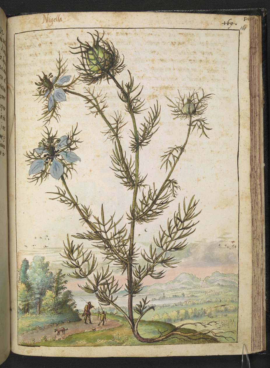 Nigella damascena, de "Pinturas da Flora dos Estados Romanos" de Gherardo Cibo, Acrescentar MS 22333, f161r, c.1564-84 (aquarela e guache sobre papel) de Gherardo Cibo