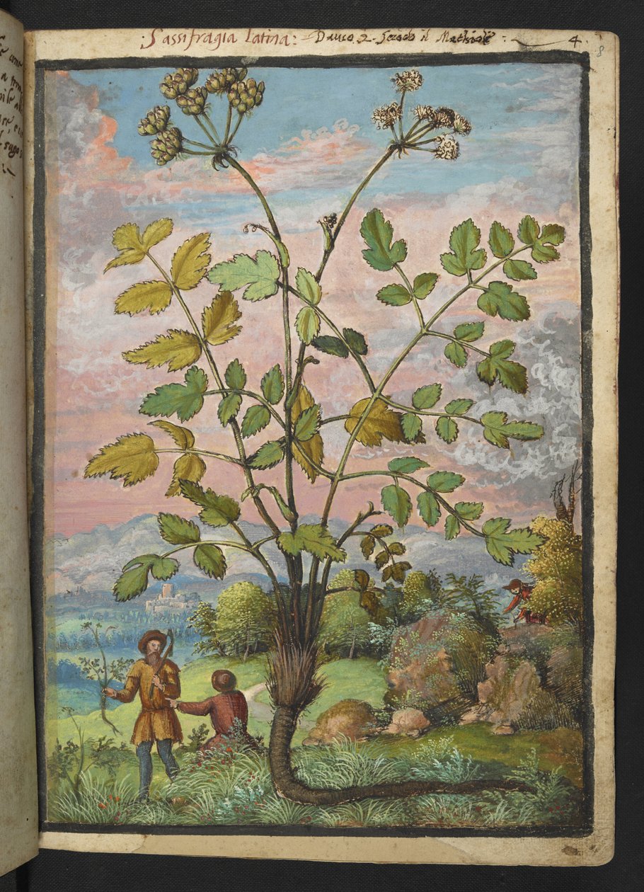 Oenanthe crocata, de "Pinturas da Flora dos Estados Romanos" de Gherardo Cibo, Acrescentar MS 22333, f008r, c.1564-84 (aquarela e guache sobre papel) de Gherardo Cibo