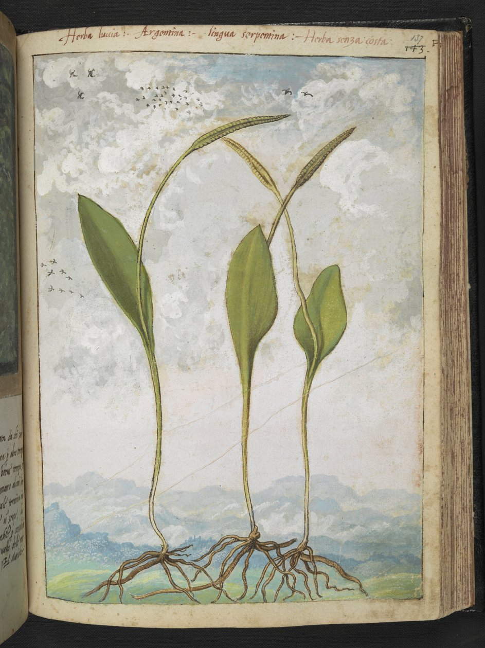 Ophioglossum vulgatum, de "Pinturas da Flora dos Estados Romanos" de Gherardo Cibo, Acrescentar MS 22333, f137r, c.1564-84 (aquarela e guache sobre papel) de Gherardo Cibo