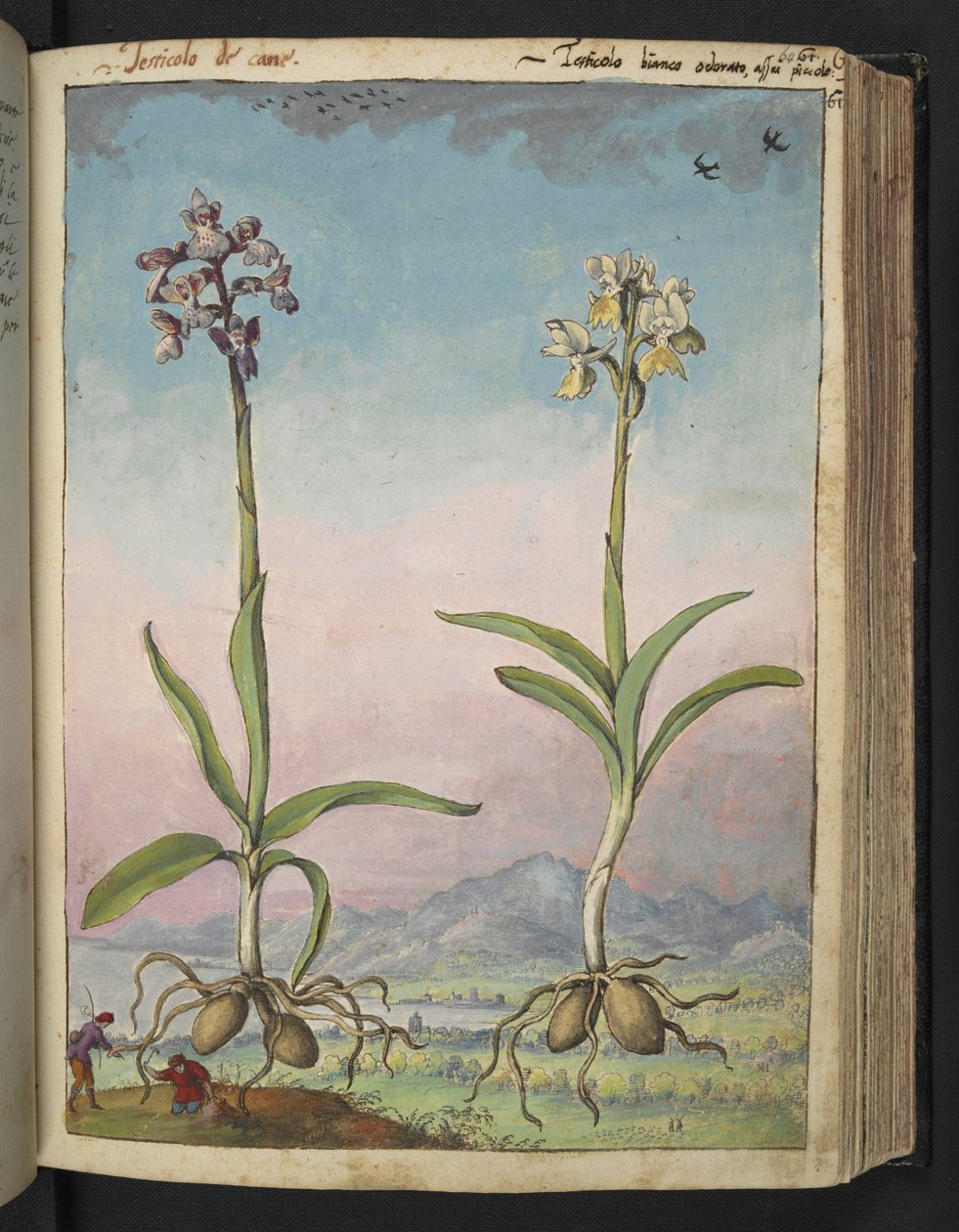 Orquídeas pallens: Duas plantas floridas, de "Pinturas de Flora dos Estados Romanos" de Gherardo Cibo, Acrescente MS 22333, f064r, c.1564-84 (aguarela e guache sobre papel) de Gherardo Cibo