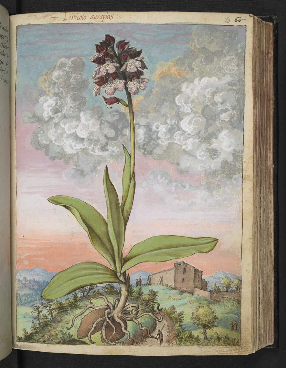Orchis serapias, de "Pinturas de Flora dos Estados Romanos" de Gherardo Cibo, Add MS 22333, f063r, c.1564-84 (aguarela e guache sobre papel) de Gherardo Cibo