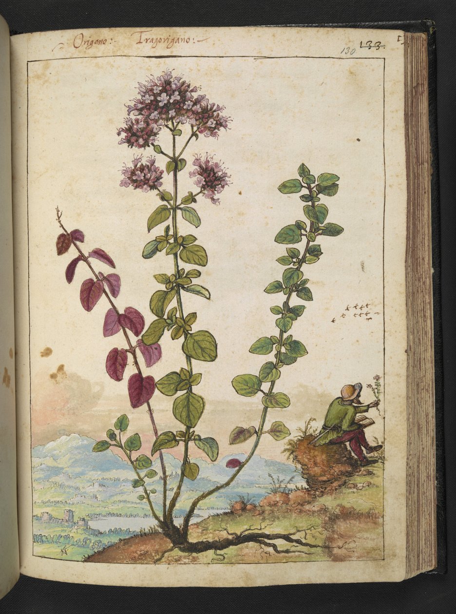 Origanum vulgare, de "Pinturas da Flora dos Estados Romanos" de Gherardo Cibo, Acrescentar MS 22333, f130r, c.1564-84 (aquarela e guache sobre papel) de Gherardo Cibo