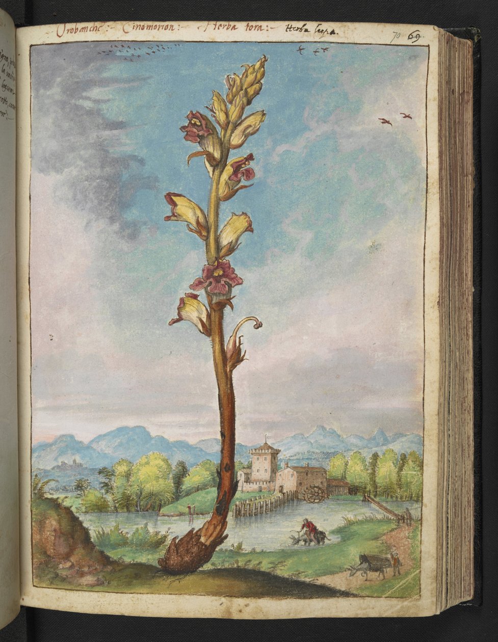 Orobanche gracilis, de "Pinturas da Flora dos Estados Romanos" de Gherardo Cibo, Acrescentar MS 22333, f070r, c.1564-84 (aquarela e guache sobre papel) de Gherardo Cibo