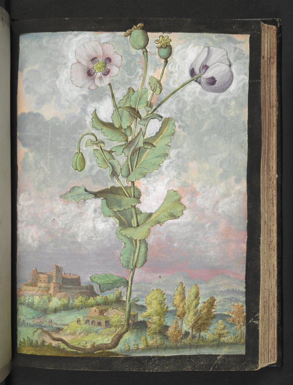 Papaver somniferum: Uma planta com pétalas brancas, de "Pinturas da Flora dos Estados Romanos" de Gherardo Cibo, Adicionar MS 22333, f108r, c.1564-84 (aquarela e guache sobre papel) de Gherardo Cibo