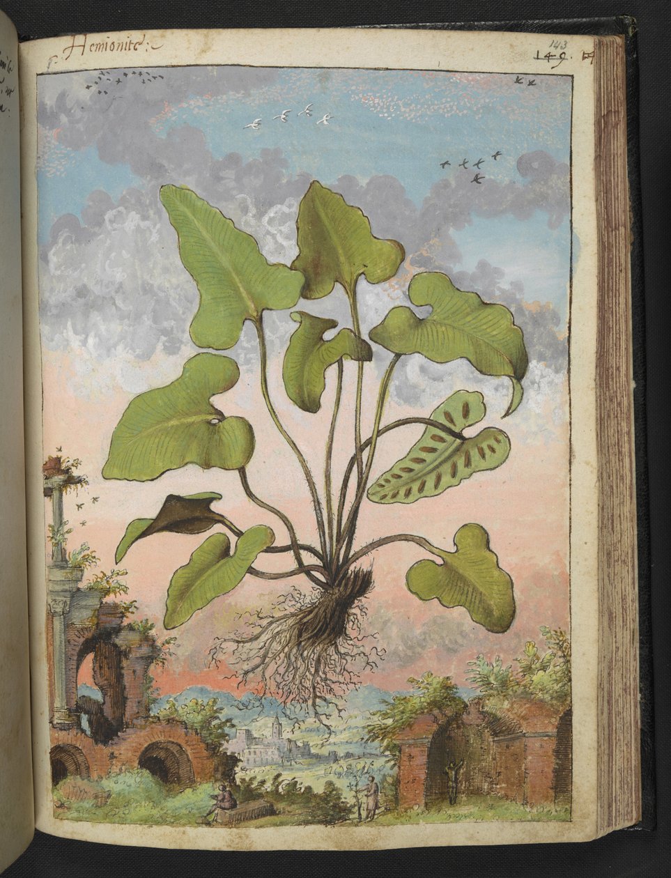 Phyllitis hemionitis, de "Paintings of Flora of the Roman States" de Gherardo Cibo, Add MS 22333, f143r, c.1564-84 (aguarela e guache sobre papel) de Gherardo Cibo