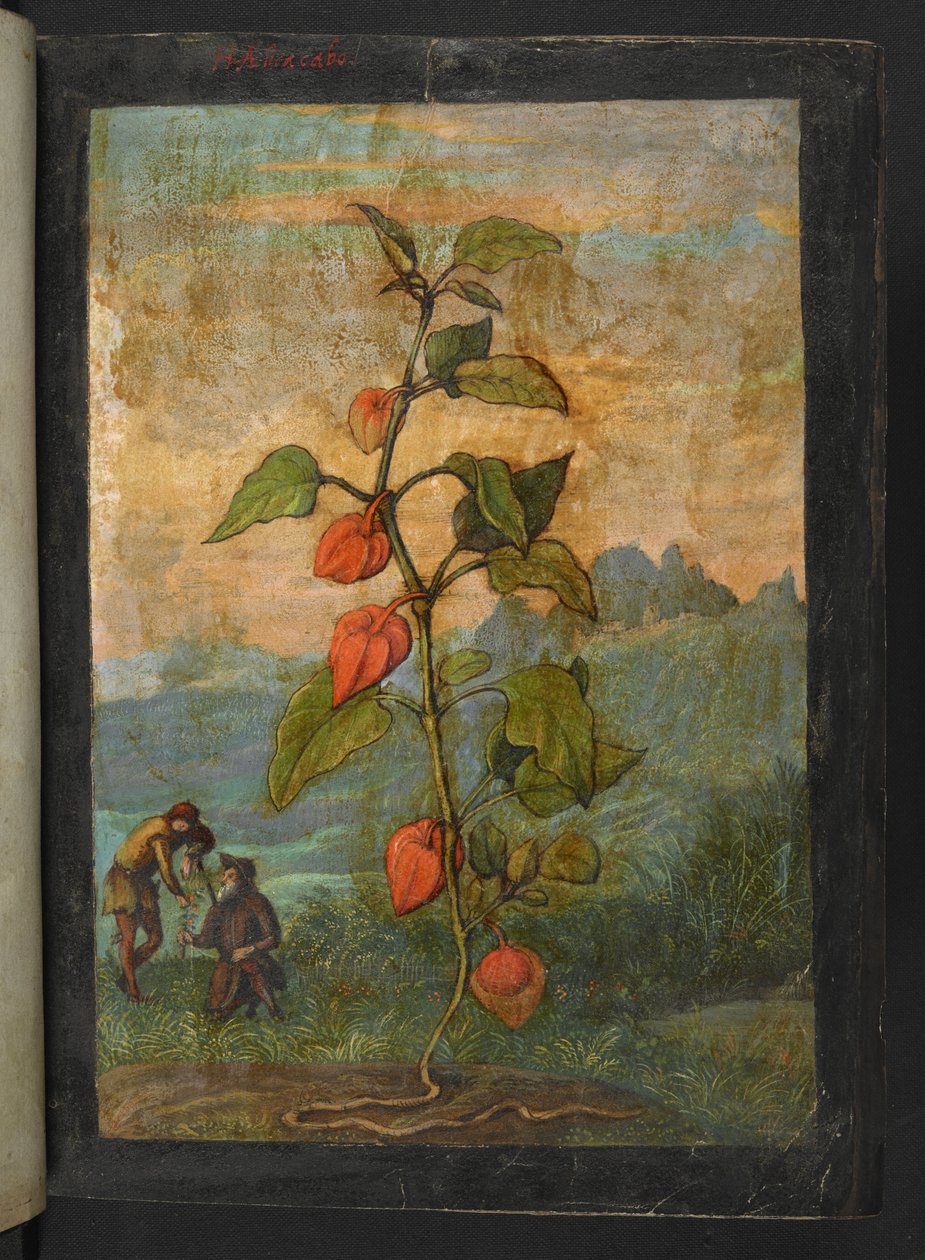 Physalis alkekengi: Uma planta com flores vermelhas, de "Paintings of Flora of the Roman States" de Gherardo Cibo, Add MS 22333, f004r, c.1564-84 (aguarela e guache sobre papel) de Gherardo Cibo