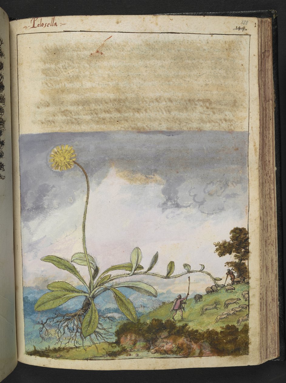 Pilosella officinarum, de "Pinturas da Flora dos Estados Romanos" de Gherardo Cibo, Acrescentar MS 22333, f138r, c.1564-84 (aquarela e guache sobre papel) de Gherardo Cibo