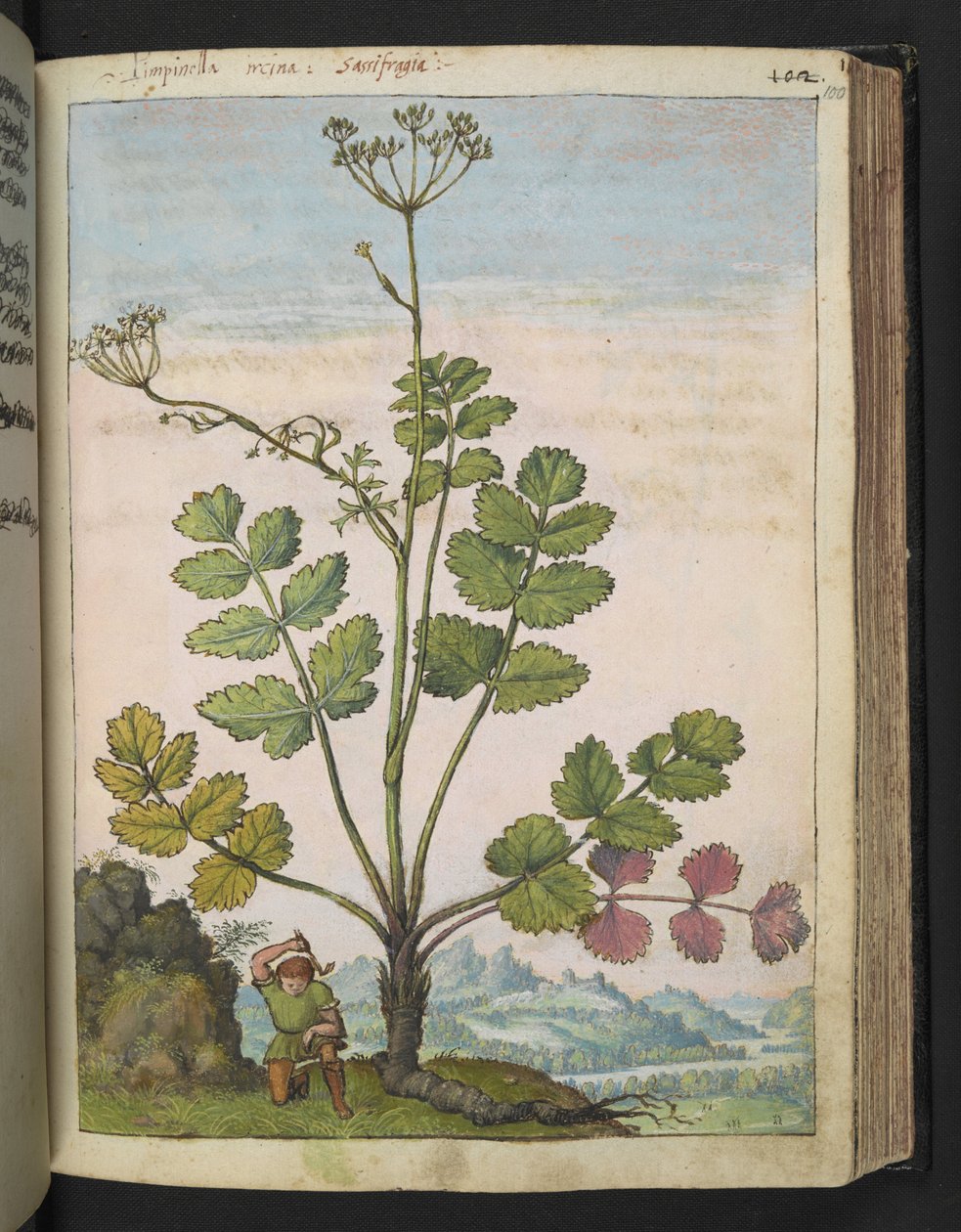 Pimpinella major, de "Pinturas de Flora dos Estados Romanos" de Gherardo Cibo, Acrescente MS 22333, f100r, c.1564-84 (aguarela e guache sobre papel) de Gherardo Cibo