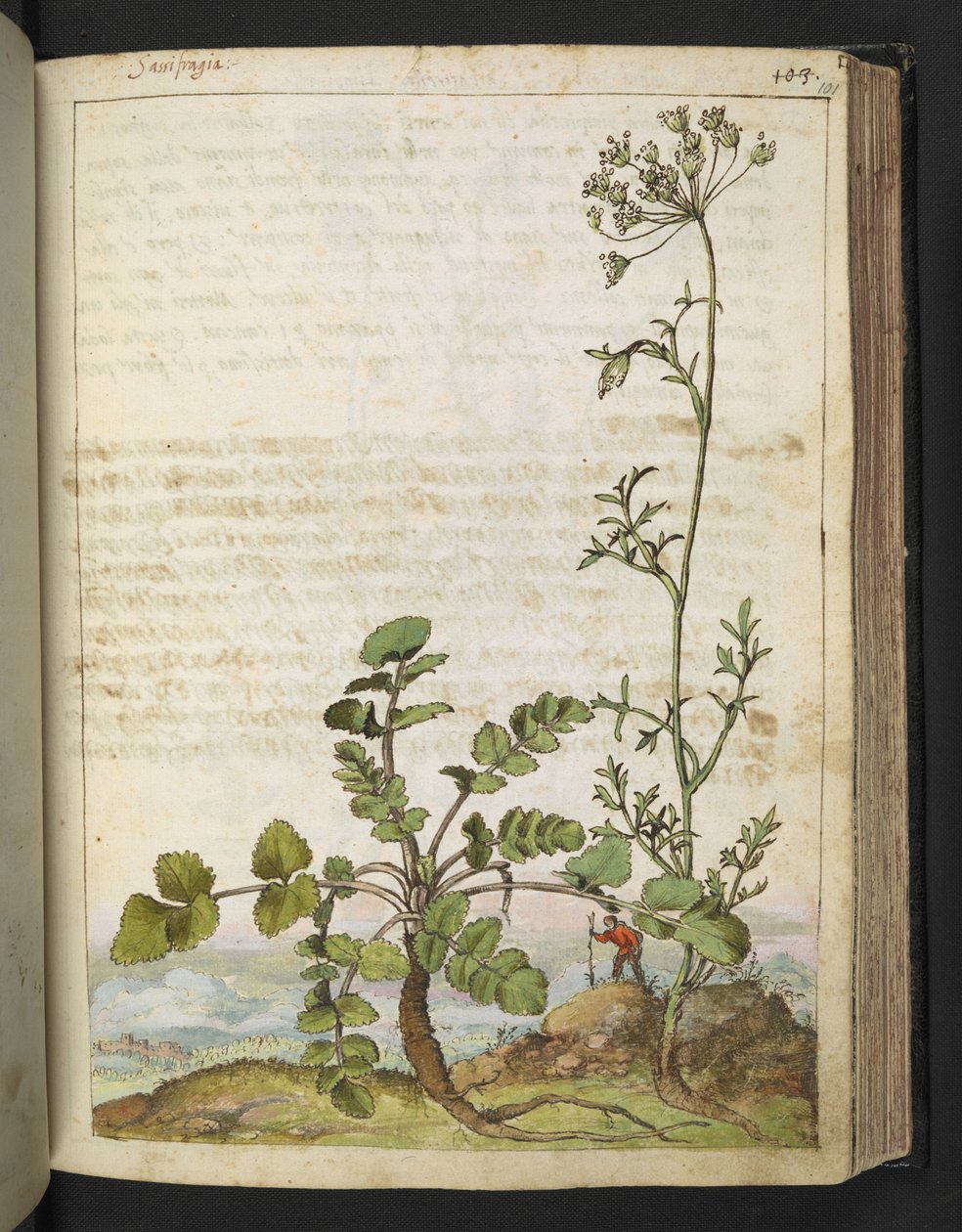 Pimpinella saxifraga, de "Pinturas da Flora dos Estados Romanos" de Gherardo Cibo, Acrescentar MS 22333, f101r, c.1564-84 (aquarela e guache sobre papel) de Gherardo Cibo