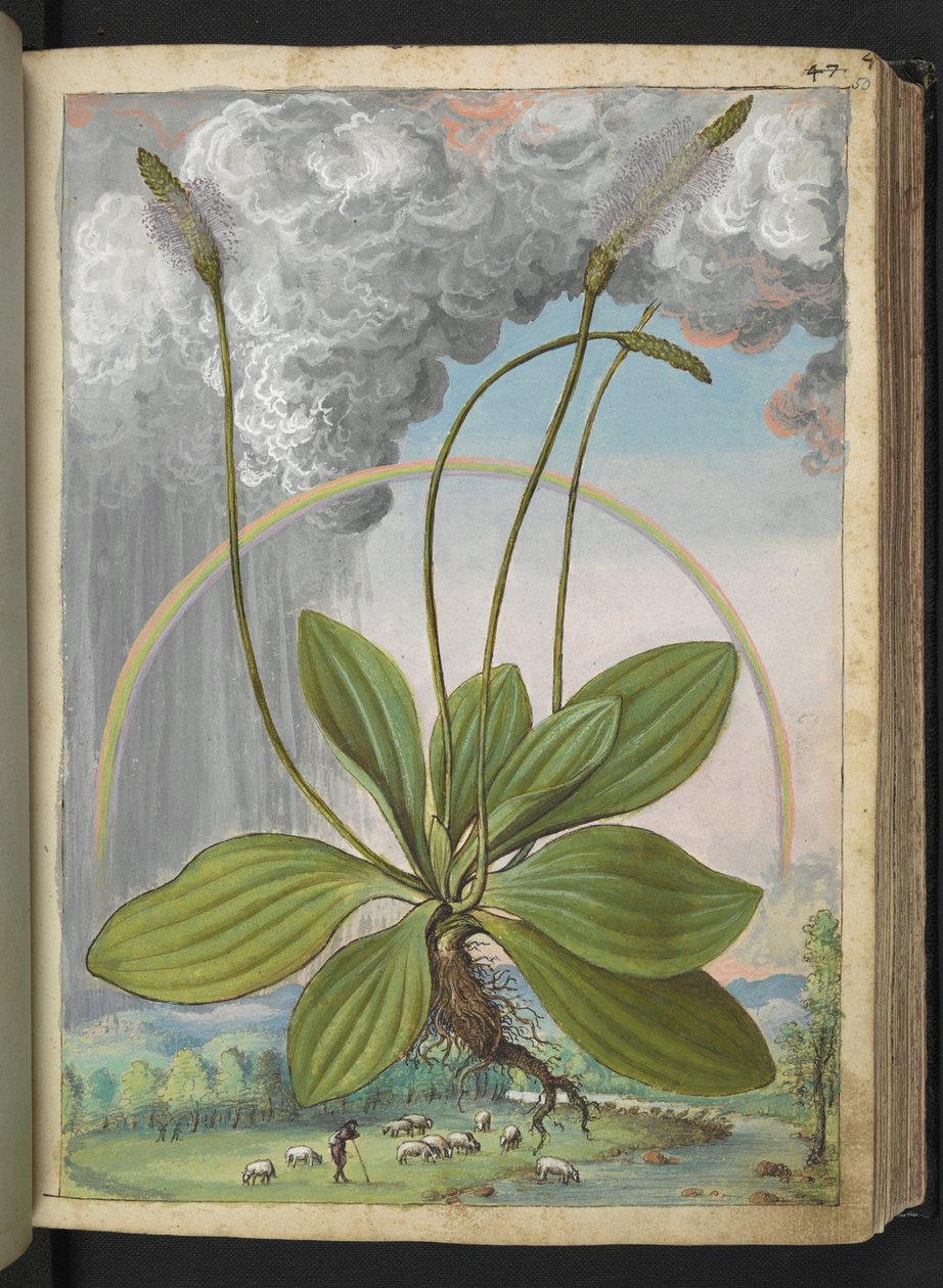 Mídia Plantago, de "Pinturas da Flora dos Estados Romanos" de Gherardo Cibo, Acrescentar MS 22333, f050r, c.1564-84 (aquarela e guache sobre papel) de Gherardo Cibo