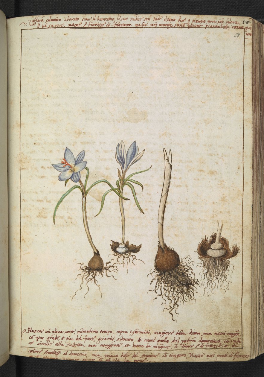 Plantas entre flores azuis, de "Pinturas da Flora dos Estados Romanos" de Gherardo Cibo, Acrescentar MS 22333, f058r, c.1564-84 (aquarela e guache sobre papel) de Gherardo Cibo