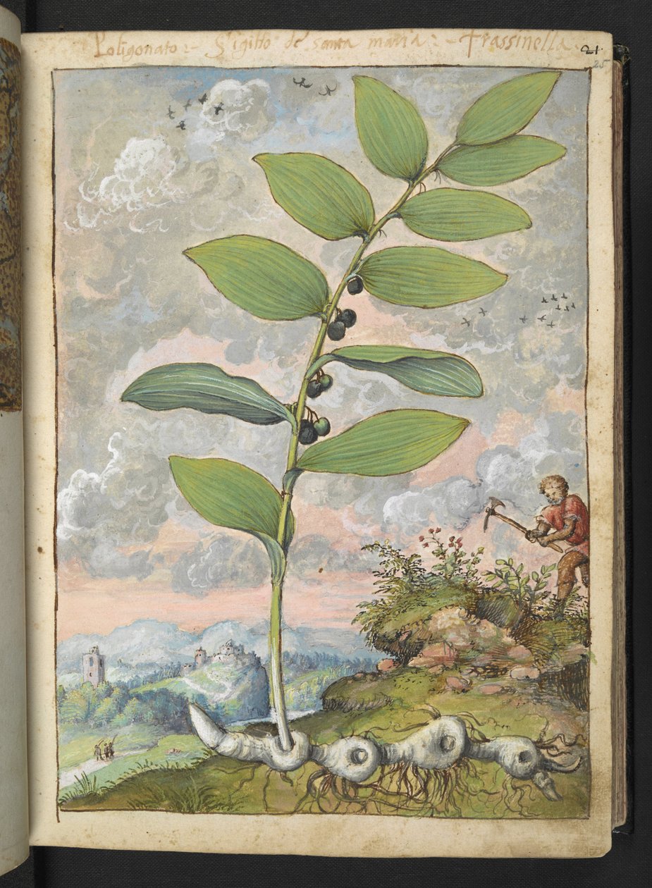 Polygonatum odoratum: Uma planta. Um homem com uma palheta, de "Pinturas da Flora dos Estados Romanos" de Gherardo Cibo, Acrescentar MS 22333, f025r, c.1564-84 (aquarela e guache sobre papel) de Gherardo Cibo